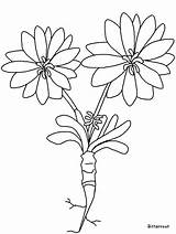Coloring Bitterroot Pages Flowers Clipart Root Bitter Easily Print Blossom sketch template