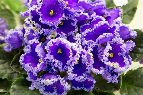 How To Grow And Care For African Violets Gardener’s Path