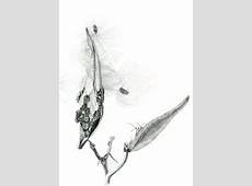 Seed pod of Butterfly weed milkweed, graphite drawing, botanical study