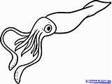 Squid Giant Draw Coloring Step Animals Sea sketch template