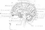 Brain Midsagittal Section Spinal Cord Label Human Key Blank Rr Nursing Answer Cranial Nerves Mammillary Frontal Inferior School Rrnursingschool Biz sketch template
