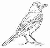 Vogel Bird Dieren Roodborstje Topkleurplaat Supercoloring Vogels sketch template