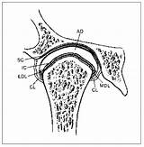 Tmj Joint Temporomandibular Pains Ligament Articular Disc Pocketdentistry sketch template