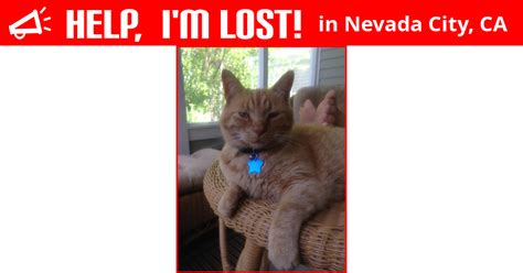 Lost Cat Nevada City California Bugz