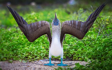 blue footed boobys dance  life uncovering  enigmatic blue