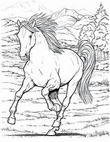 Coloring Horse Pages Horses Wild Printable Adults Print Realistic Colouring Foal Animal Detailed Running Drawing Sheets Kids War Color Pretty sketch template