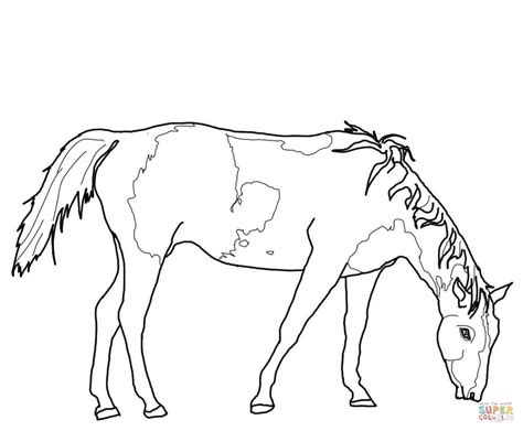 ausmalbild grasendes paint horse ausmalbilder kostenlos zum ausdrucken