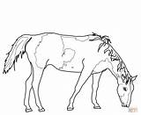 Paint Cavalo Grazing Pferde Pastando sketch template