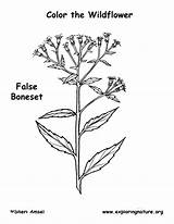 Coloring False Boneset sketch template