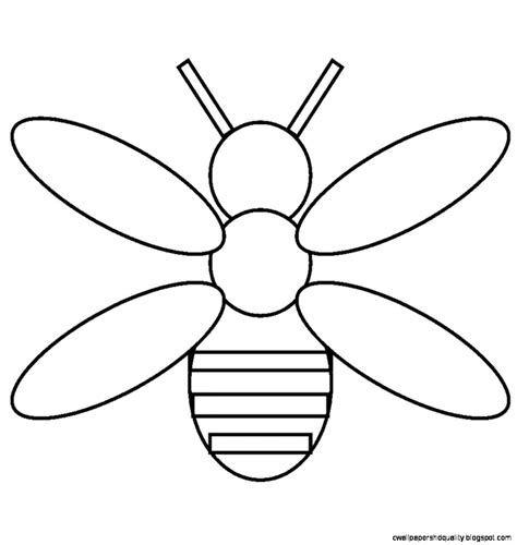 simple insect drawing  getdrawings