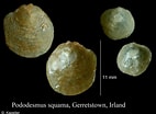 Afbeeldingsresultaten voor "pododesmus Squama". Grootte: 142 x 104. Bron: www.marinespecies.org