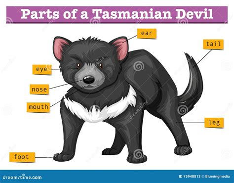 tasmanian devil animal concept icon set  modern brand identity logo