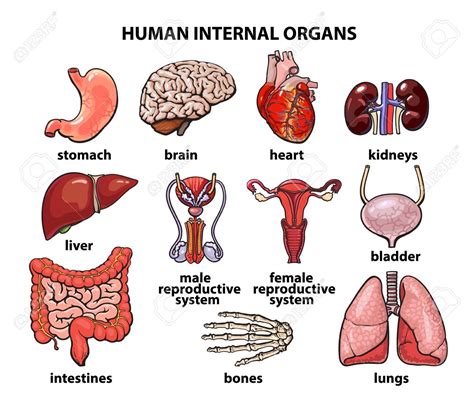 Internal Organs Picture 55516298 Human Organs Internal Organs Set Human