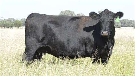 Angus Connect Angus Australia Announces Updates To Selection Indexes