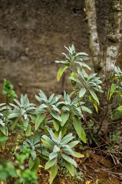 photo plants  bushes