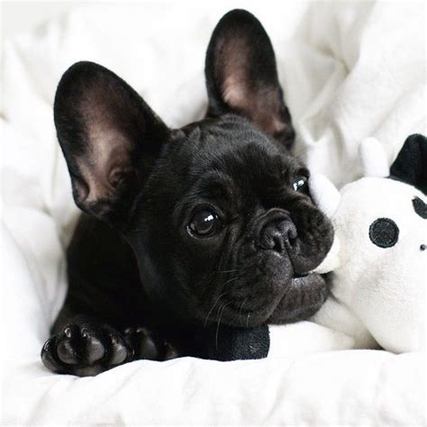 frenchie puppy taislany gomes