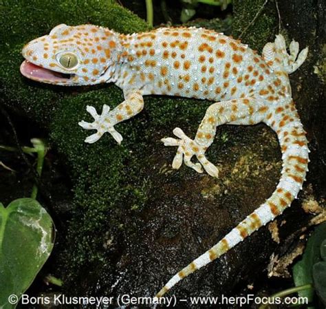 gekko gecko  reptile