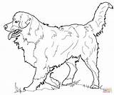 Collie Border Coloring Pages Printable Getcolorings Color Kids sketch template