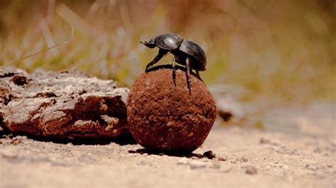 dung beetles   milky   navigation mental floss