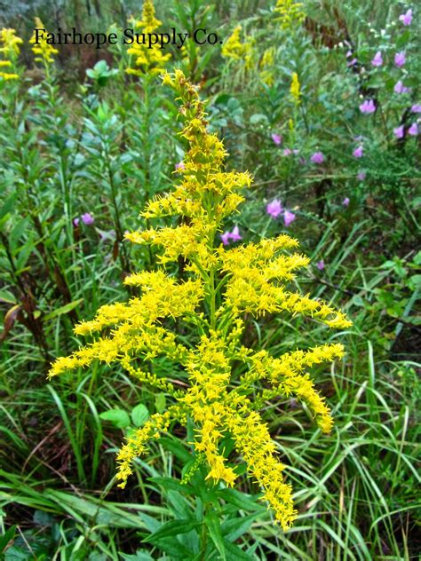 goldenrod  herb leslie anne tarabella