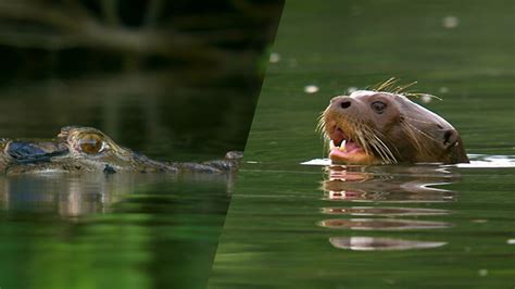 charlie and the curious otters giant river otters defeat large black caiman nature pbs