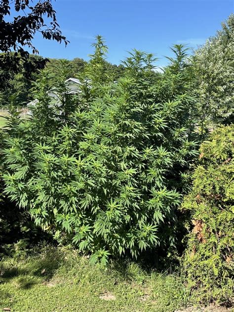 massive holy grail outdoors  ft tall  biggest plant  rstellarcannabis