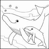 Humpback Colorir Whales Baleine Baleias Desenhos Baleia Dauphin Origami Dolphin Nadando Filhote Ikan Paus Prasekolah Animales Tudodesenhos Stuff4kids Tammy Yee sketch template