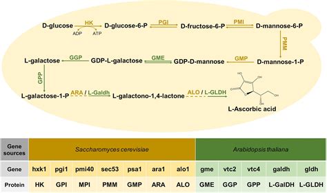 frontiers  step biosynthesis  vitamin   saccharomyces cerevisiae