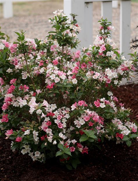 garden shrubs pink flowers okejely garden plant