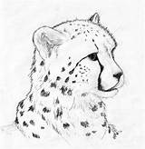 Cheetah Drawing Cub Drawings Face Real Paintingvalley Deviantart sketch template
