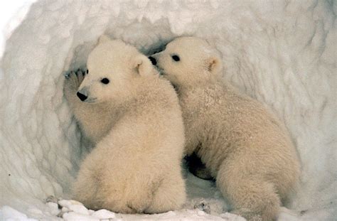 cute polar bear pictures