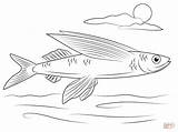 Coloring Pages Fish Flying Sketches Template Tarpon Drawing Printable sketch template