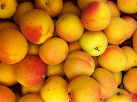 fresh apricots  forgotten fruit weavers orchard