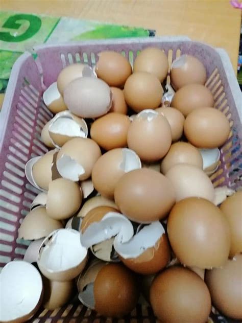 Kulit Telur Dibuang Jangan Rupanya Bila Buat Begini Boleh Suburkan