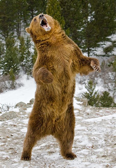 gallery  grizzly bear standing