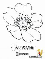 Hawthorn Flower Coloring Getdrawings Drawing sketch template