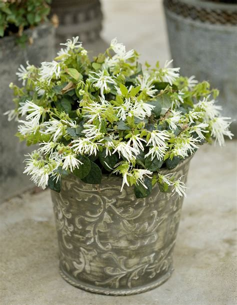 darius combo small evergreen flowering shrubs  pots top  shrubs