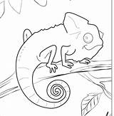 Chameleon Lizard sketch template