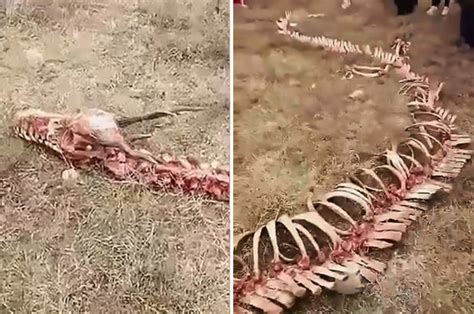 Dragon Bones Viral Video Has People Divided Over Mystery 60ft Long