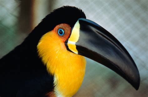 bird beak shapes depend    diet scientific american