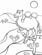 Camel Desierto sketch template