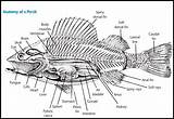 Fish Anatomy Ichthyology Kids Printable Diagram Teaching Downloads Study Resources Activities sketch template