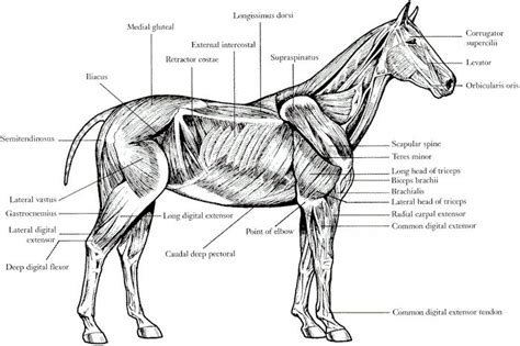 horse anatomy hoofbeats