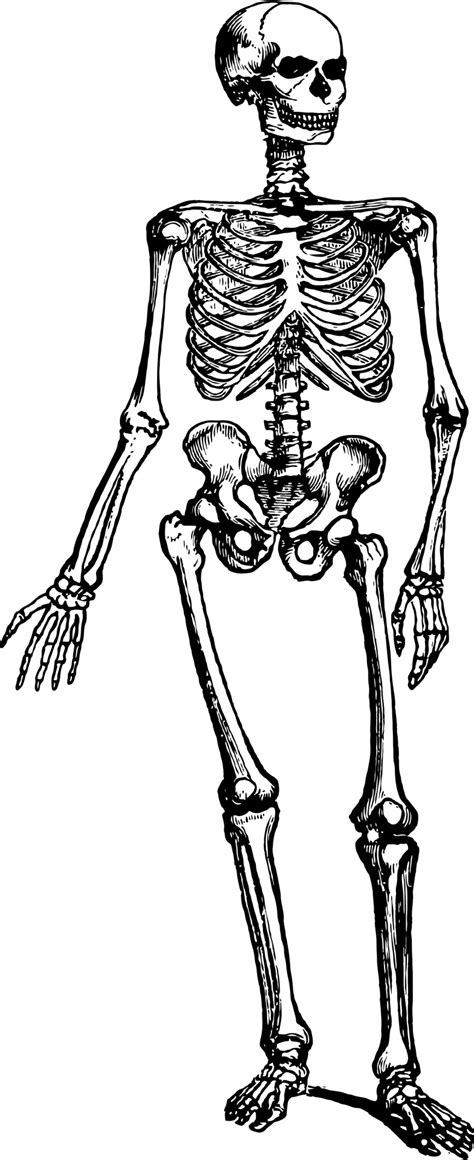 skeleton clipart black  white skeleton black  white transparent
