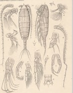 Afbeeldingsresultaten voor "bathypontia Elongata". Grootte: 146 x 185. Bron: www.marinespecies.org