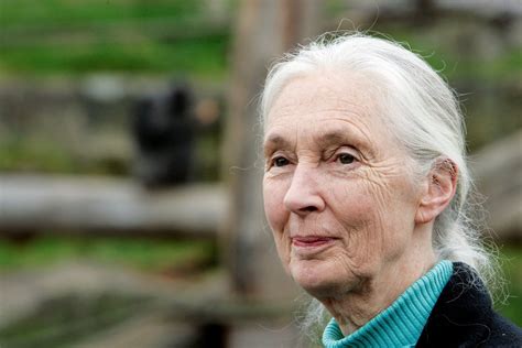 A Conversation With Jane Goodall 50 Years Of Chimpanzees The New