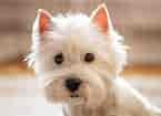Billedresultat for West Highland White Terrier. størrelse: 145 x 105. Kilde: www.britannica.com