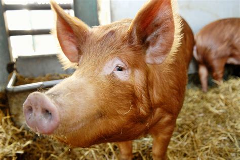 pig breeds  raise   farm