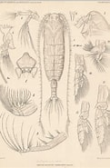 Afbeeldingsresultaten voor "bradycalanus Pseudotypicus". Grootte: 121 x 185. Bron: www.marinespecies.org