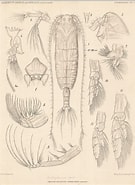Afbeeldingsresultaten voor "bradycalanus Gigas". Grootte: 135 x 185. Bron: www.marinespecies.org